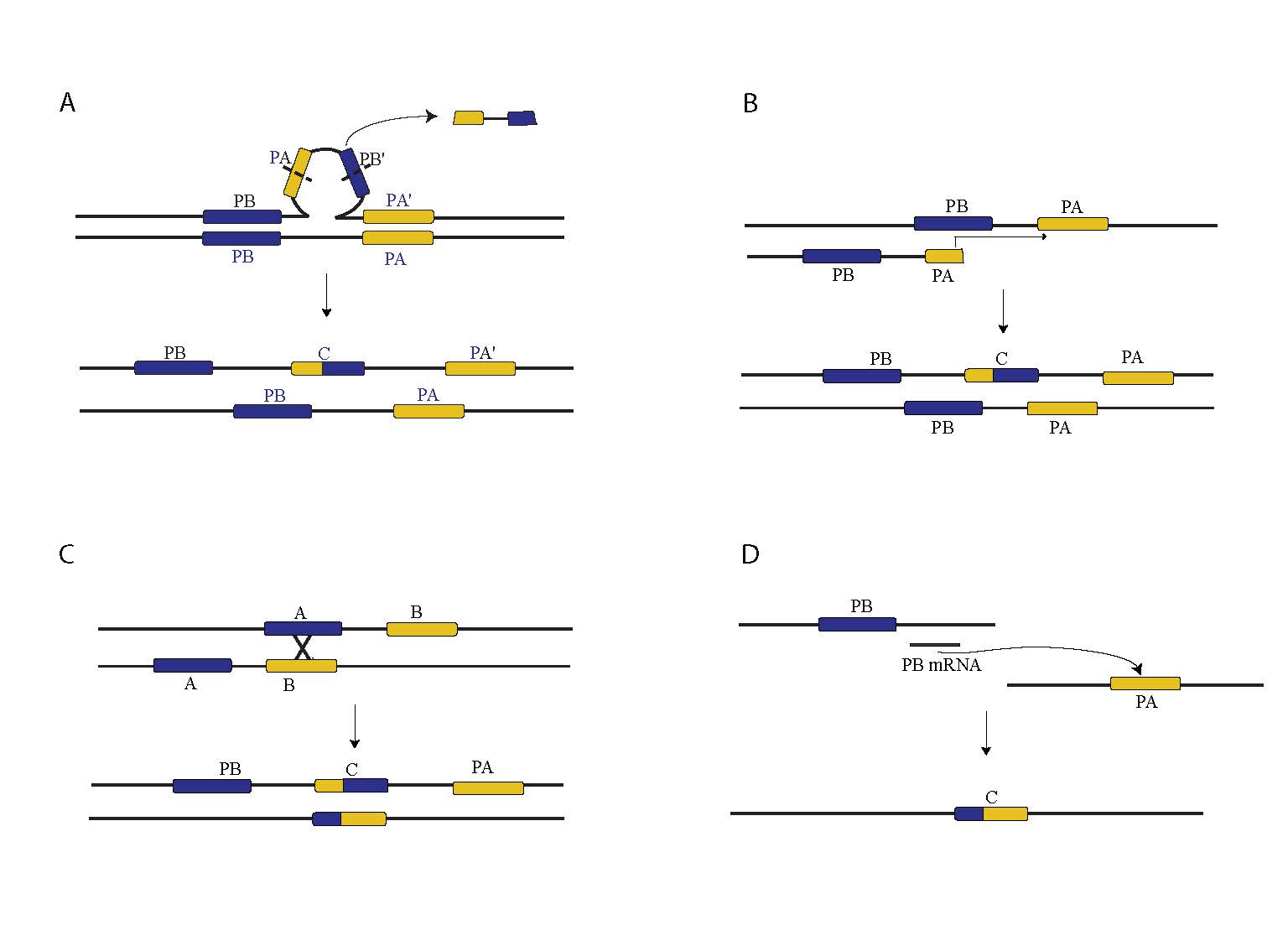 Chimeric Gene